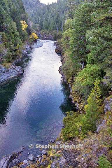 california coastal forest 2 graphic